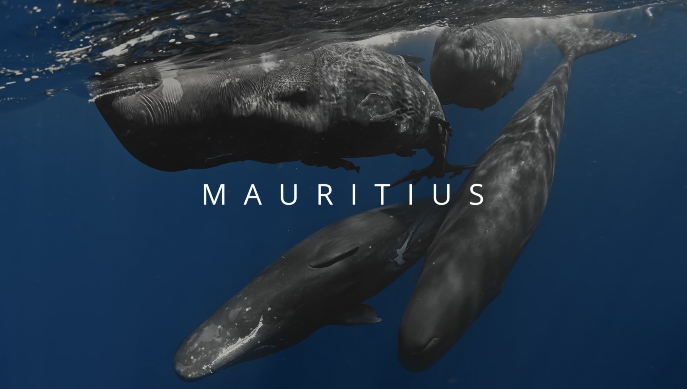 TIGGY - OCEANEXPLORER